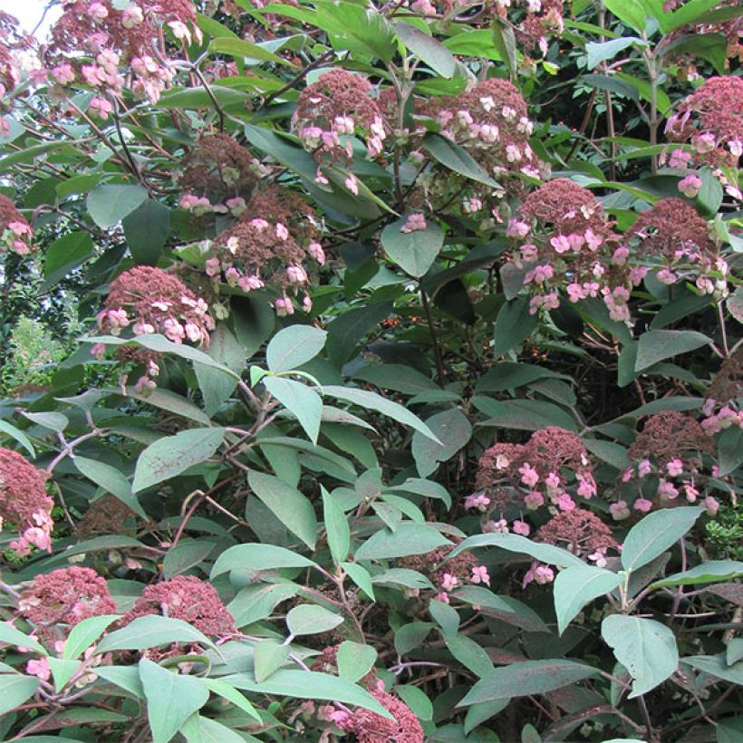 Hydrangea aspera Anthony Bullivant - Samthortensie (Flowering)