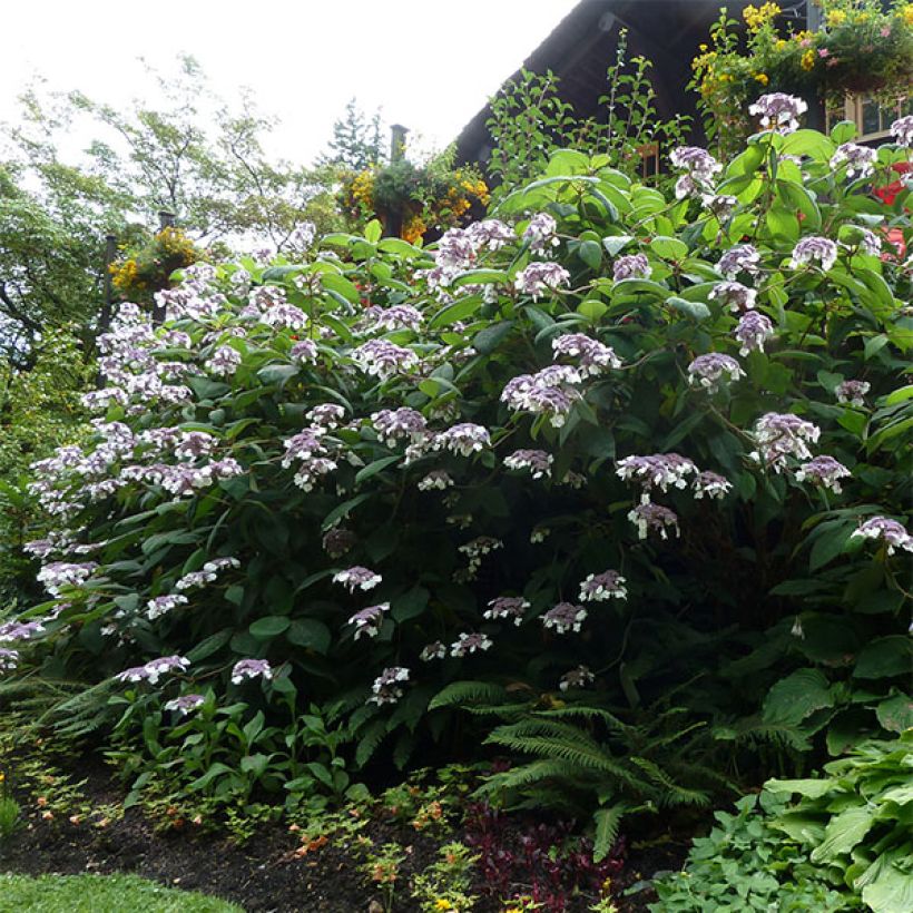 Hydrangea aspera Anthony Bullivant - Samthortensie (Plant habit)