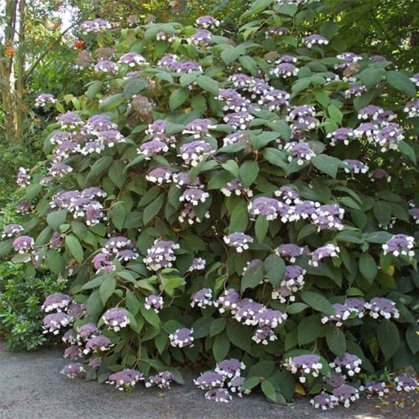 Hydrangea aspera Bellevue - Samthortensie (Flowering)