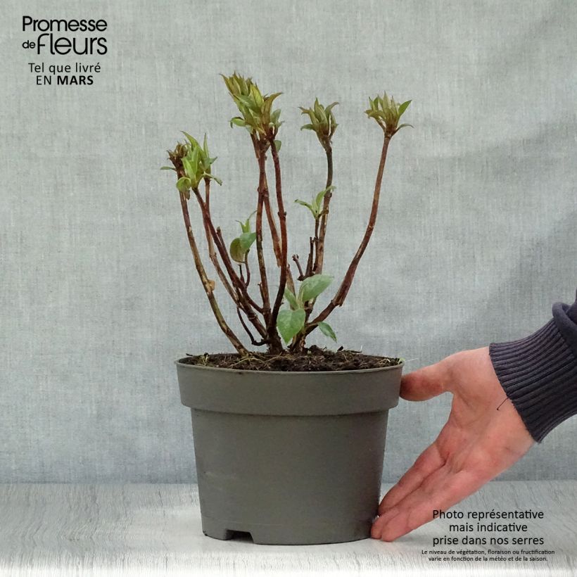 Exemplar von Hydrangea aspera Hot Chocolate - Samthortensie Topf mit 3L/4L wie im Frühjahr geliefert