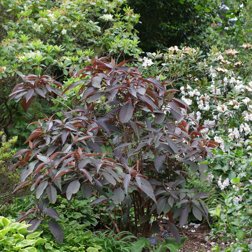 Hydrangea aspera Hot Chocolate - Samthortensie (Plant habit)