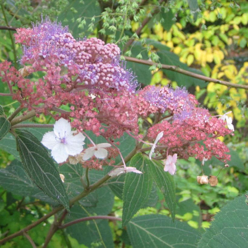 Hydrangea aspera Kawakami - Samthortensie (Flowering)