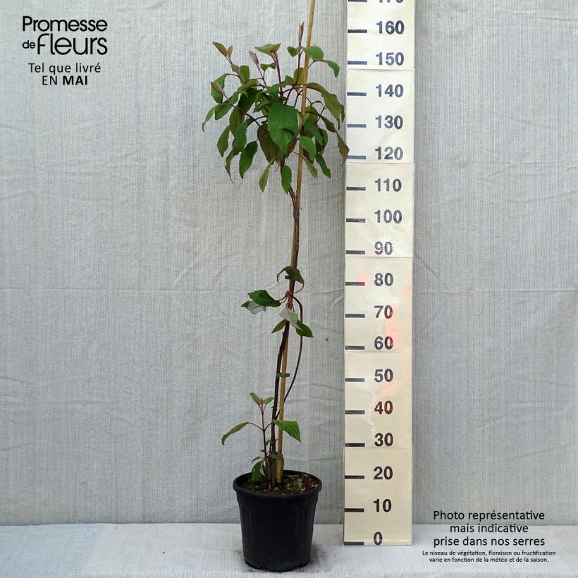 Example of Hydrangea aspera Kawakami - Samthortensie Topf mit 7,5L/10L as you get in printemps