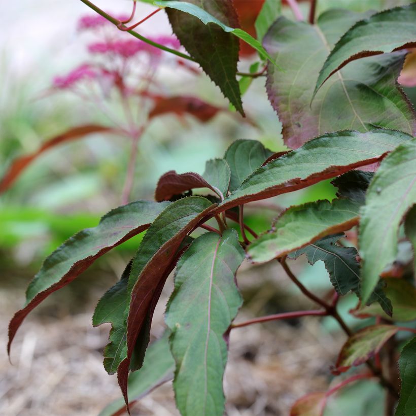 Hydrangea aspera Rosemary Foster - Samthortensie (Foliage)