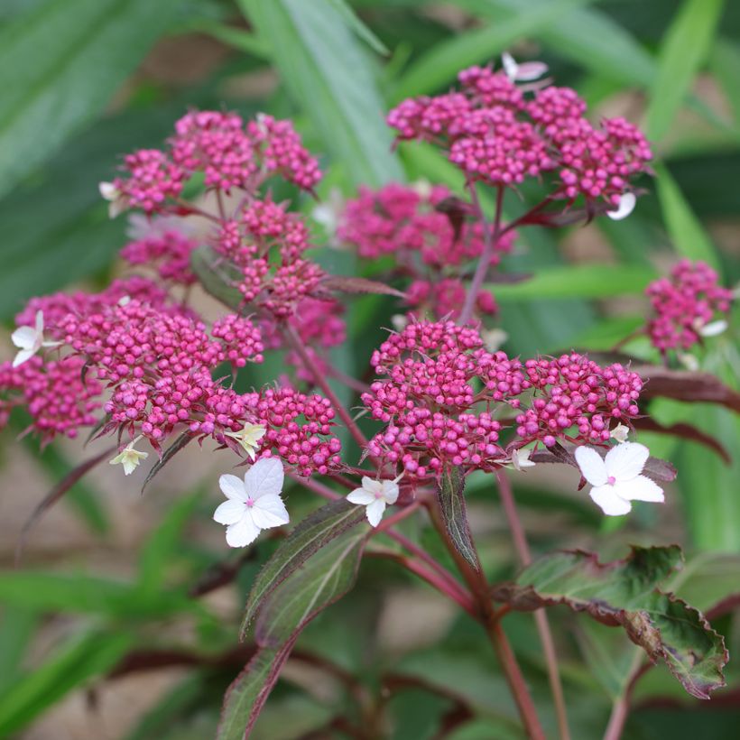 Hydrangea aspera Rosemary Foster - Samthortensie (Flowering)
