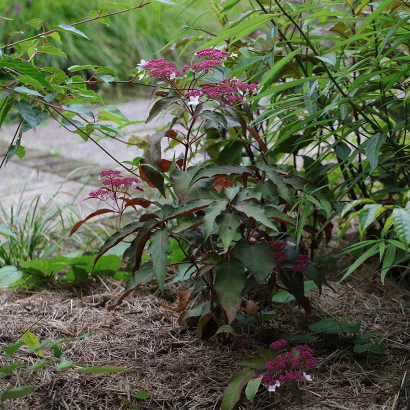 Hydrangea aspera Rosemary Foster - Samthortensie (Plant habit)