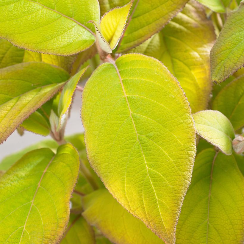 Hydrangea aspera Goldrush - Samthortensie (Foliage)