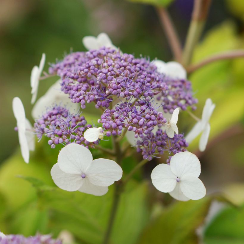 Hydrangea aspera Goldrush - Samthortensie (Flowering)