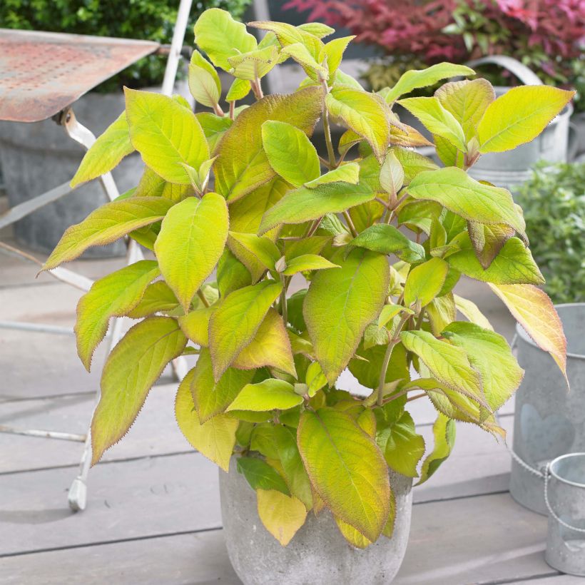 Hydrangea aspera Goldrush - Samthortensie (Plant habit)