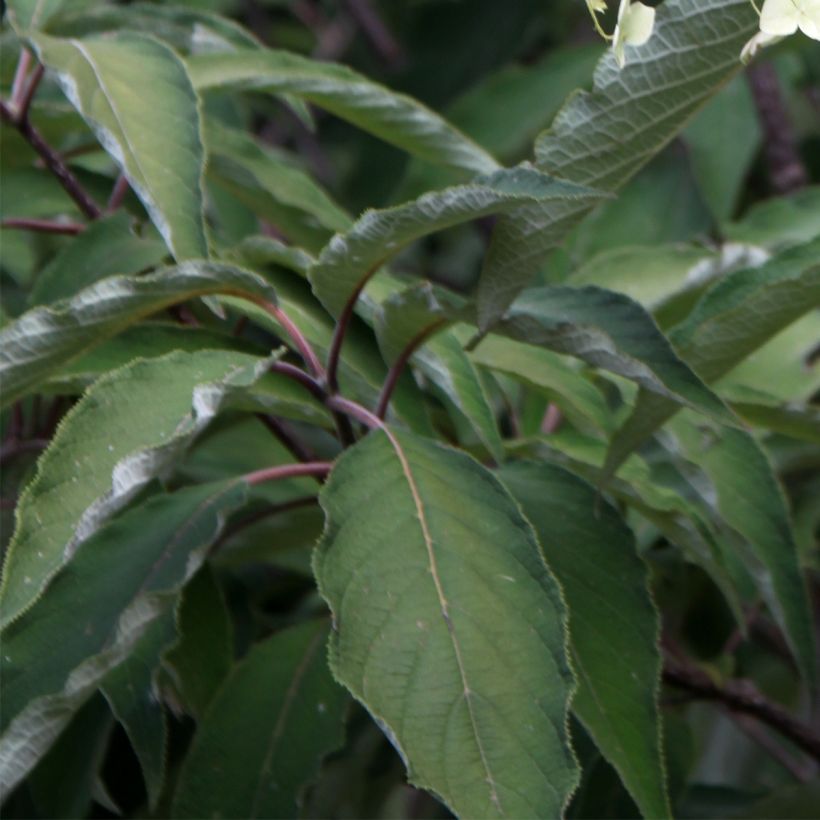 Hydrangea heteromalla Bretschneideri - Chinesische Hortensie (Foliage)