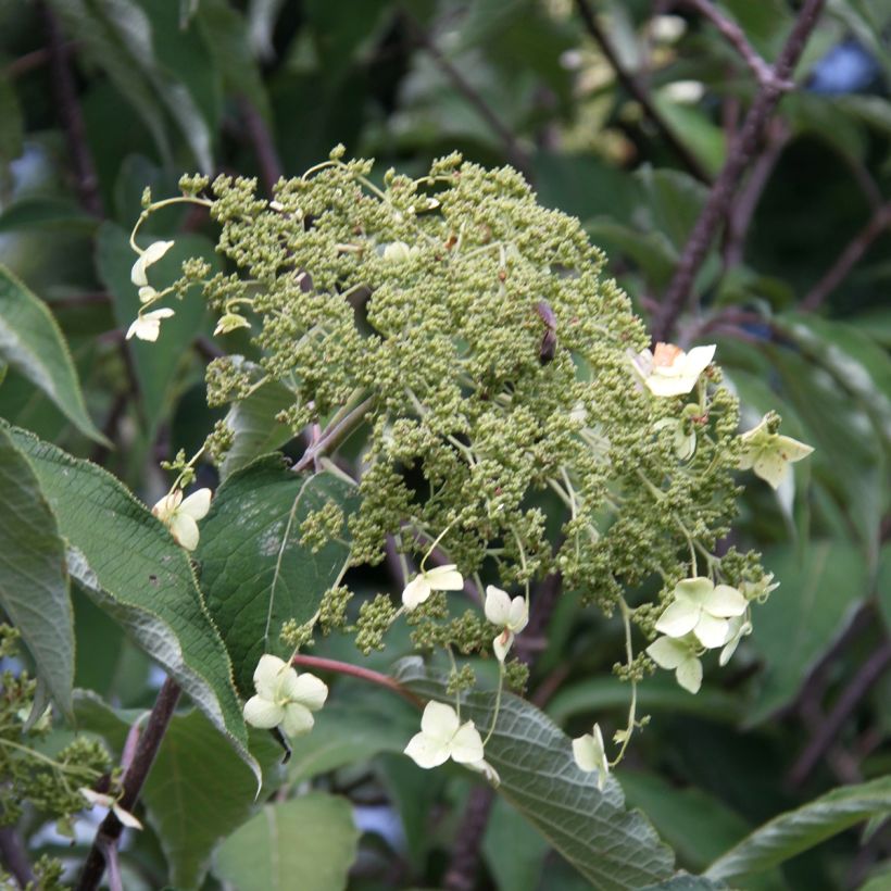 Hydrangea heteromalla Bretschneideri - Chinesische Hortensie (Flowering)