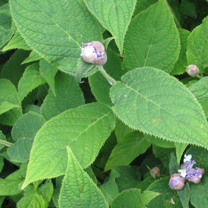 Hydrangea involucrata - Hüllblatt-Hortensie (Foliage)