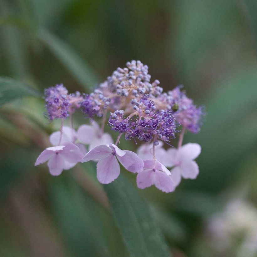 Hydrangea involucrata - Hüllblatt-Hortensie (Flowering)