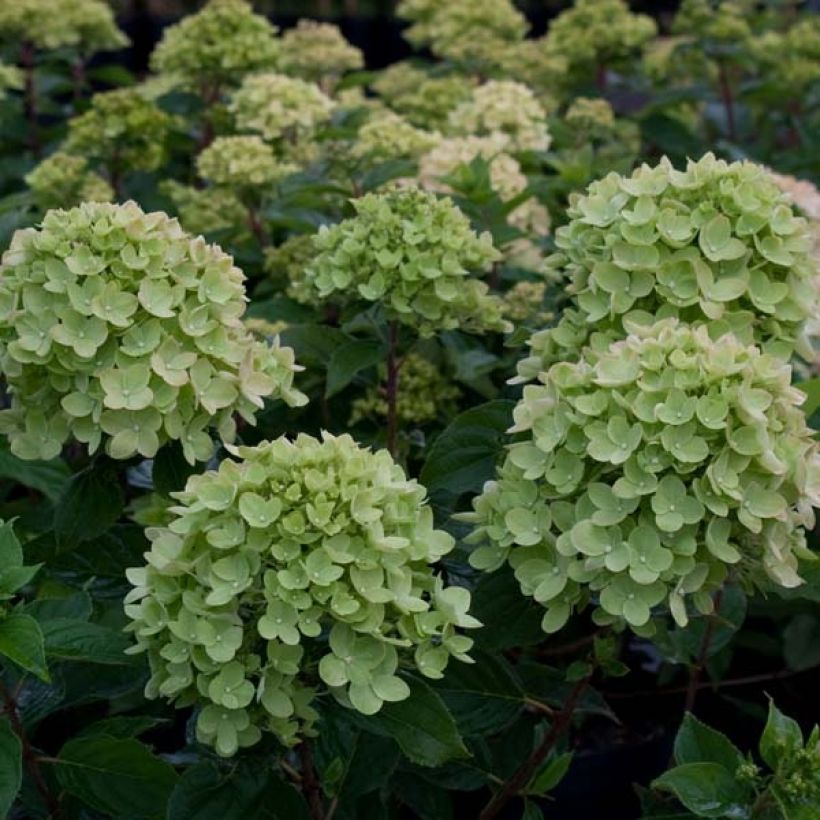 Rispenhortensie Little Lime - Hydrangea paniculata (Flowering)