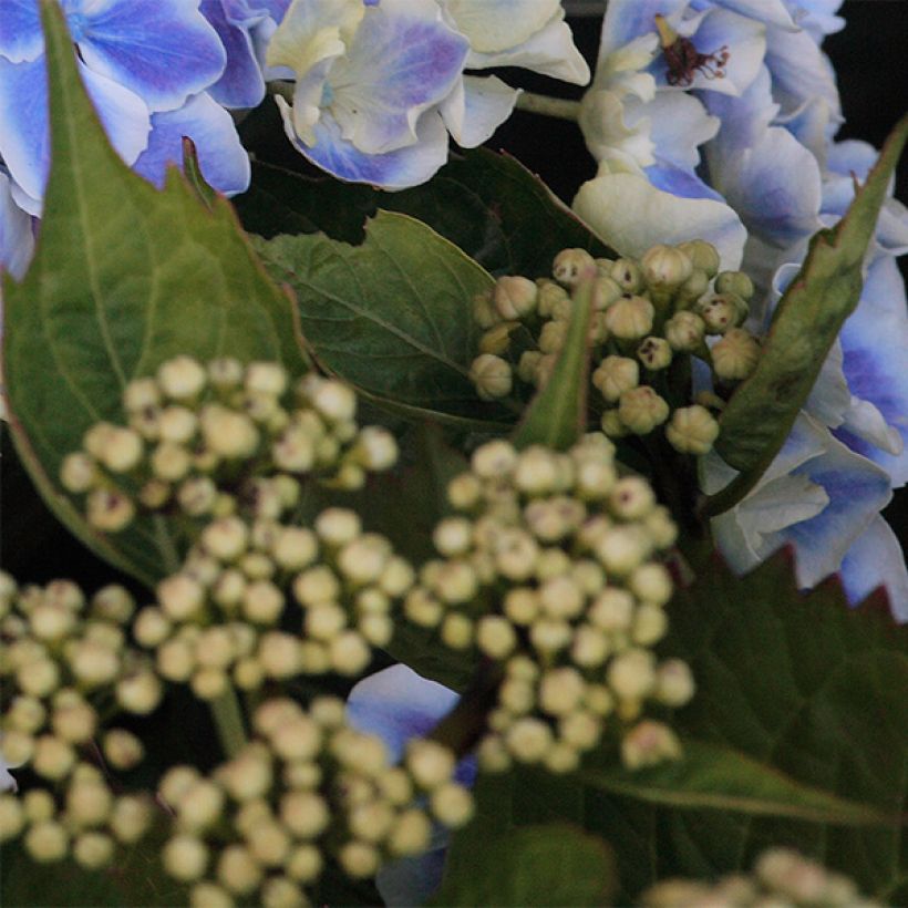 Hydrangea macrophylla Lady Fujiyo - Bauernhortensie (Foliage)