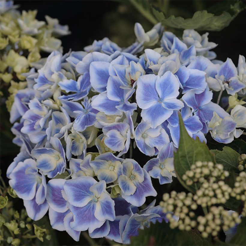 Hydrangea macrophylla Lady Fujiyo - Bauernhortensie (Flowering)