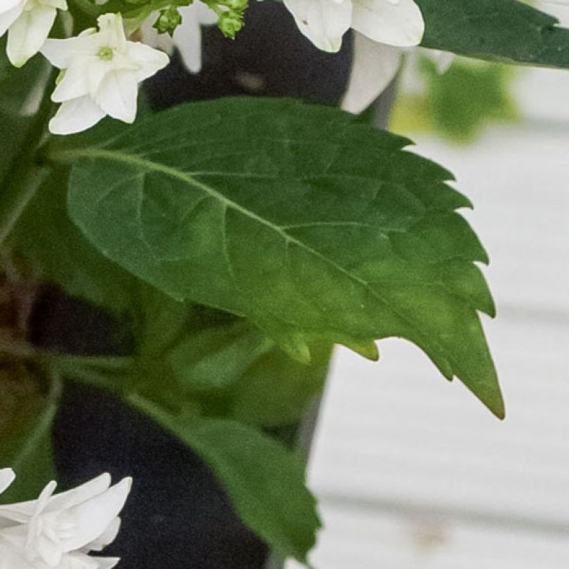Hydrangea macrophylla Shooting Star - Bauernhortensie (Foliage)