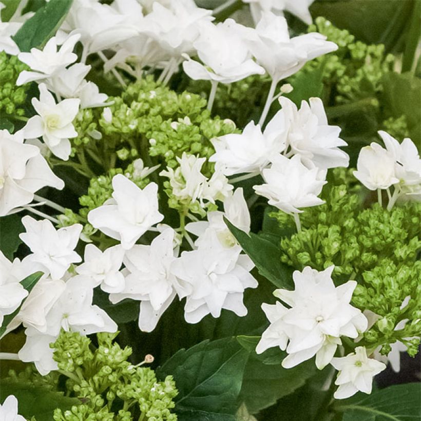 Hydrangea macrophylla Shooting Star - Bauernhortensie (Flowering)