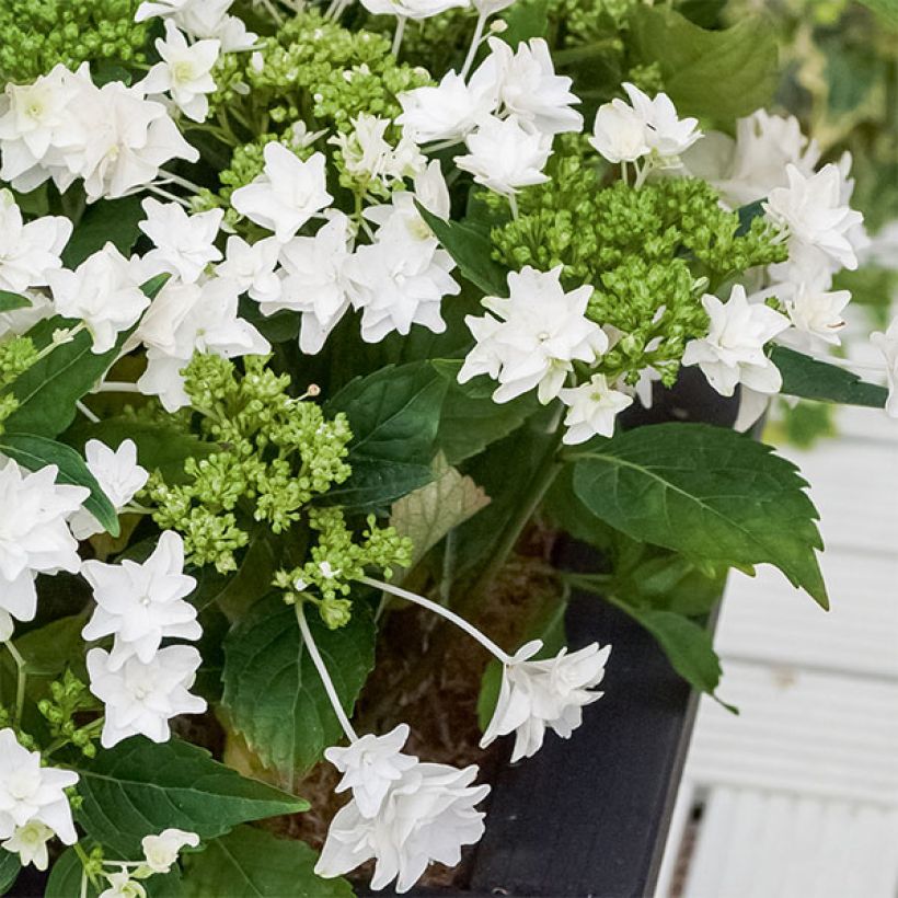 Hydrangea macrophylla Shooting Star - Bauernhortensie (Plant habit)
