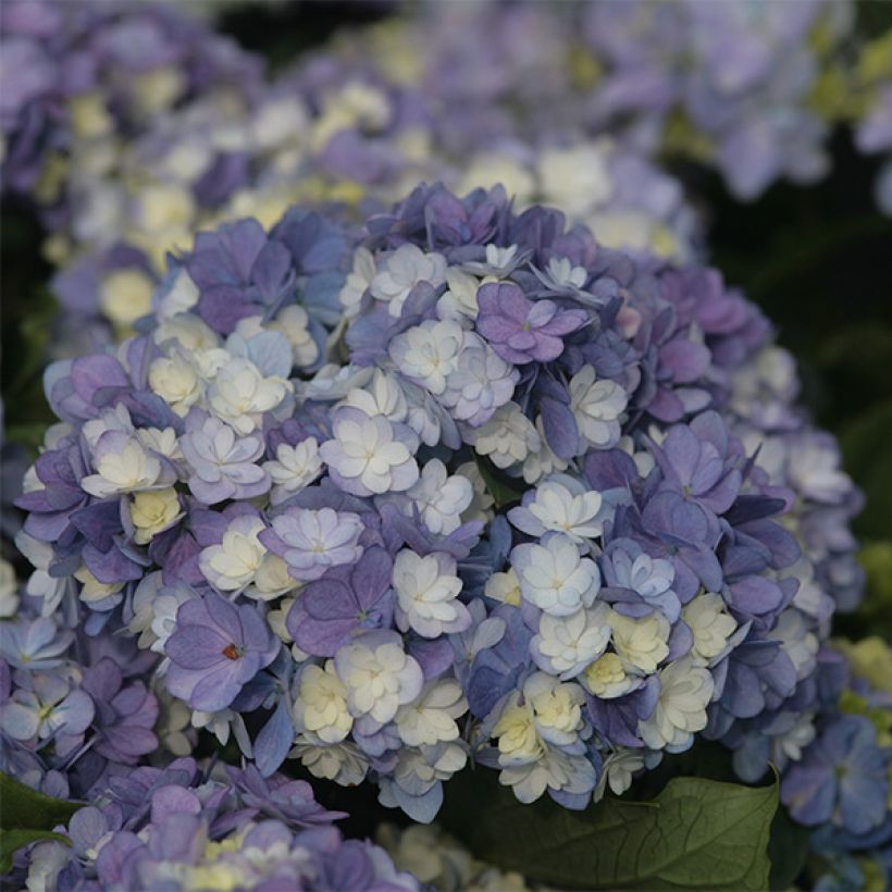 Hydrangea macrophylla Tea Time Together - Bauernhortensie (Flowering)