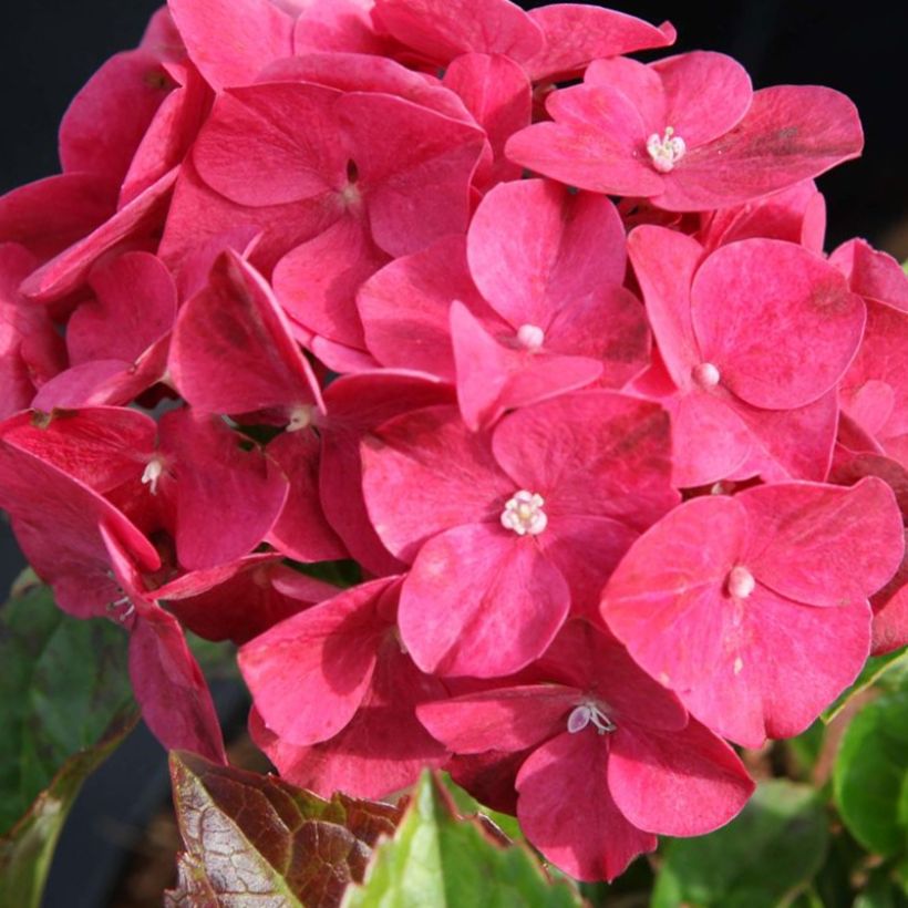 Hydrangea macrophylla Alpenglühen - Bauernhortensie (Flowering)