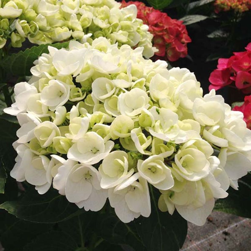 Hydrangea macrophylla Rendez-Vous Angelique - Bauernhortensie (Flowering)