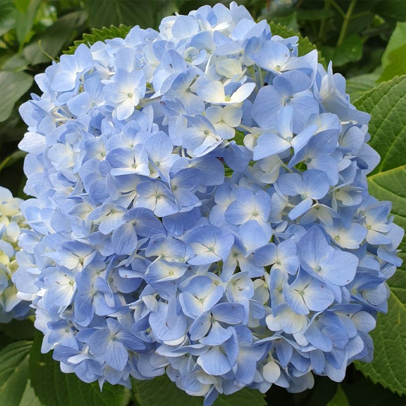 Hydrangea macrophylla Ankong - Bauernhortensie (Flowering)