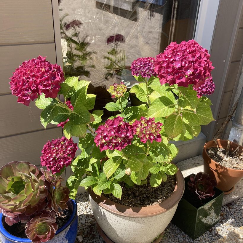 Hydrangea macrophylla Beautensia Dali - Bauernhortensie (Hafen)