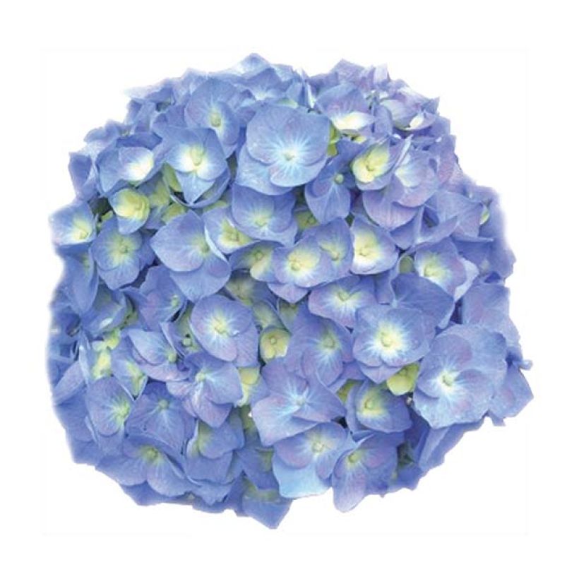 Hydrangea macrophylla Bela - Bauernhortensie (Flowering)