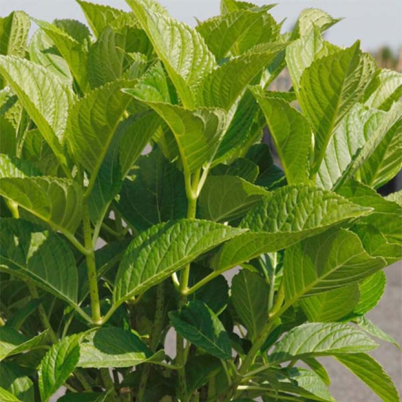 Hydrangea macrophylla Belle Séduction - Bauernhortensie (Foliage)