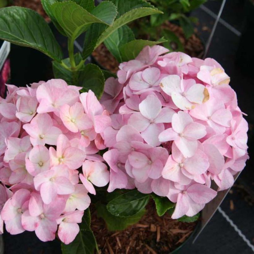 Hydrangea macrophylla Belle Séduction - Bauernhortensie (Flowering)