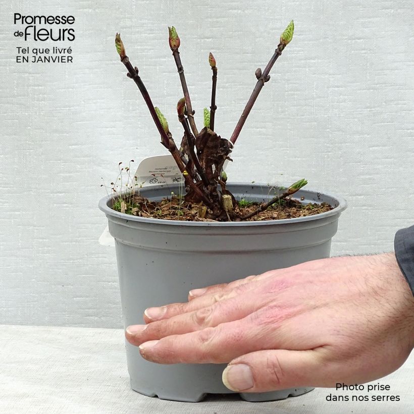 Example of Hydrangea macrophylla Black Steel Zebra - Bauernhortensie Topf mit 2L/3L as you get in hiver