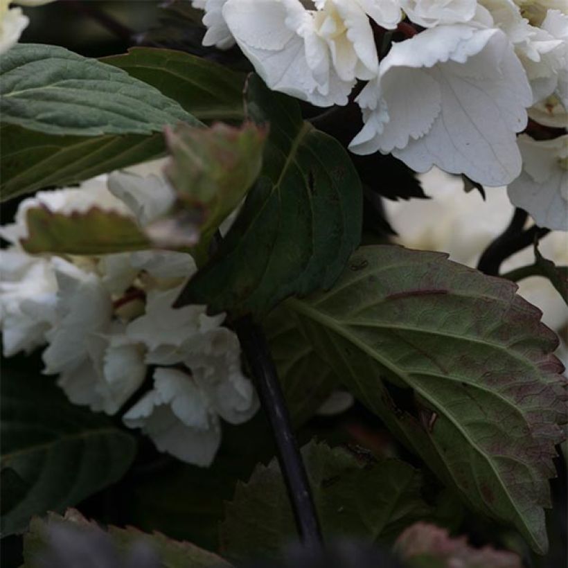 Hydrangea macrophylla Black Steel Zebra - Bauernhortensie (Foliage)