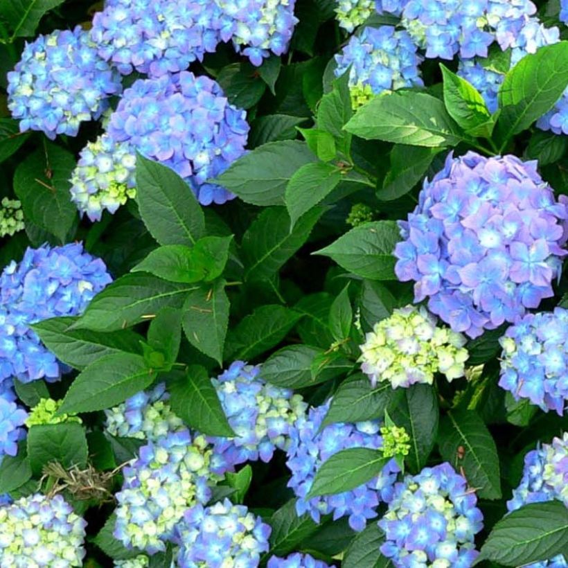 Hydrangea macrophylla Blauer Prinz - Bauernhortensie (Foliage)