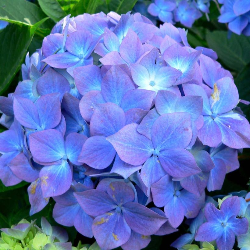 Hydrangea macrophylla Blauer Prinz - Bauernhortensie (Flowering)