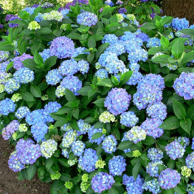 Hydrangea macrophylla Blauer Prinz - Bauernhortensie (Plant habit)
