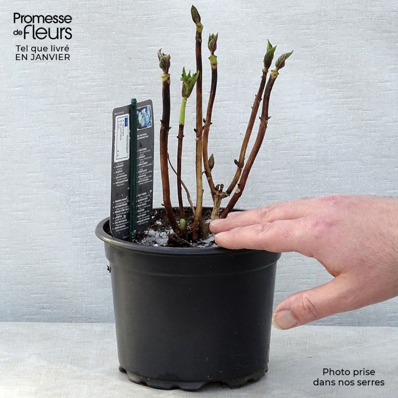 Exemplar von Hydrangea macrophylla Blaumeise - Bauernhortensie Topf mit 2L/3L wie im Winter geliefert