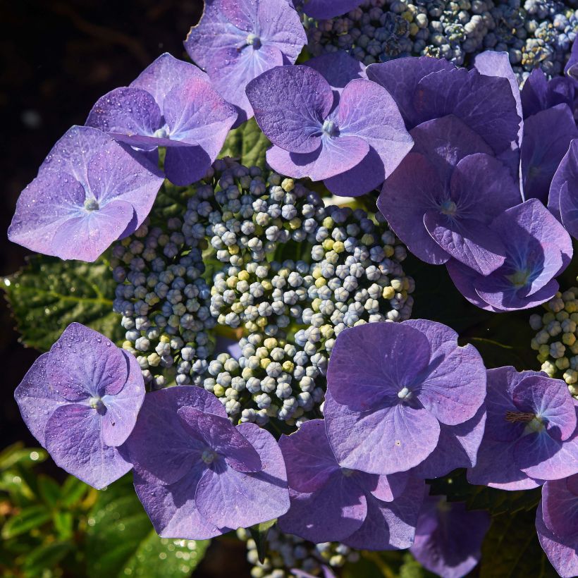 Hydrangea macrophylla Blaumeise - Bauernhortensie (Flowering)