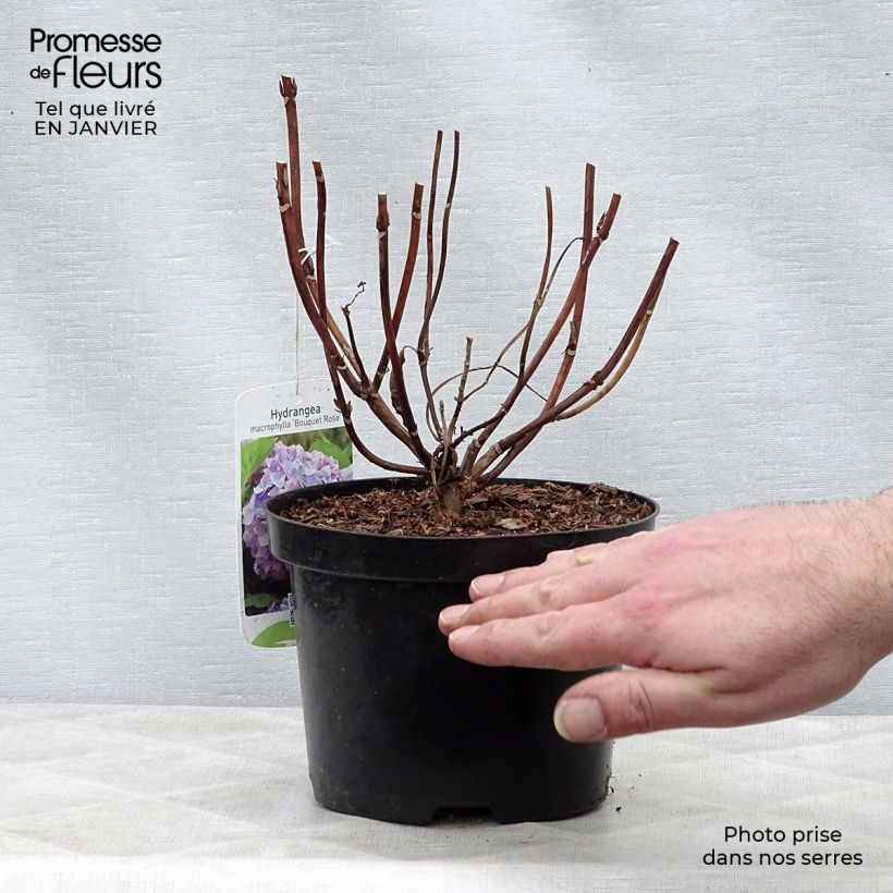 Exemplar von Hydrangea macrophylla Bouquet Rose - Bauernhortensie Topf mit 2L/3L wie im Winter geliefert