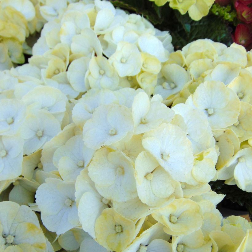 Hydrangea macrophylla Caipirinha - Bauernhortensie (Flowering)