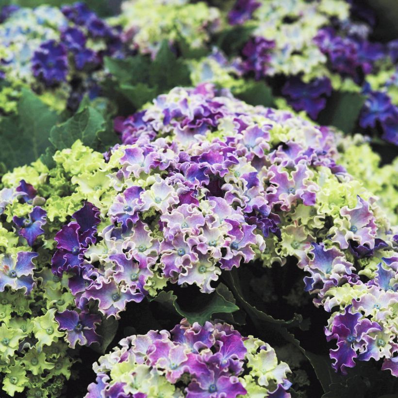 Hydrangea macrophylla Curly Sparkle Blue - Bauernhortensie (Flowering)