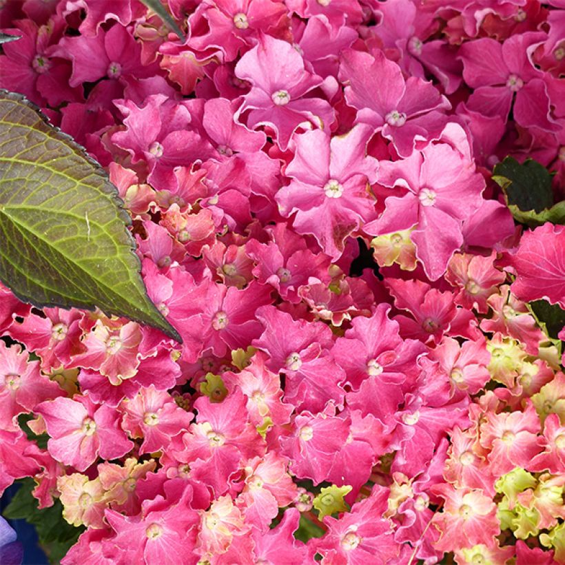 Hydrangea macrophylla Curly Sparkle Red - Bauernhortensie (Flowering)