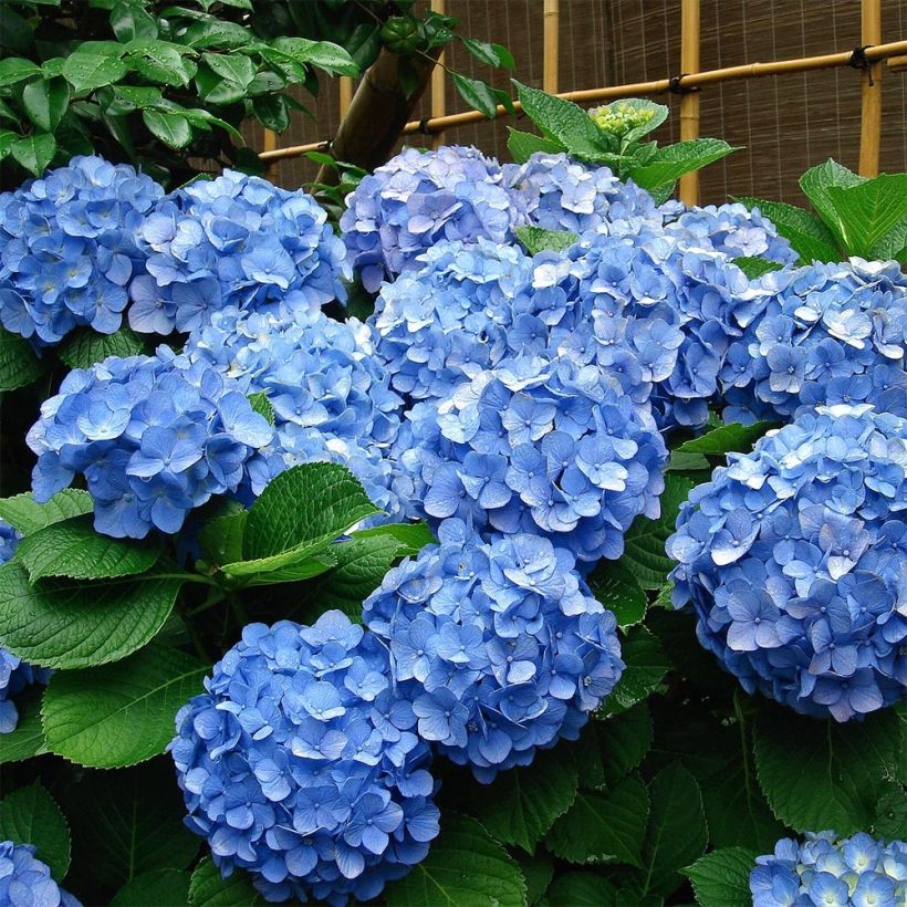 Hydrangea macrophylla Deutschland - Bauernhortensie (Plant habit)