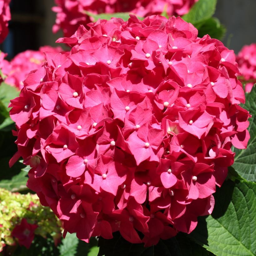 Hydrangea macrophylla Deutschland - Bauernhortensie (Flowering)