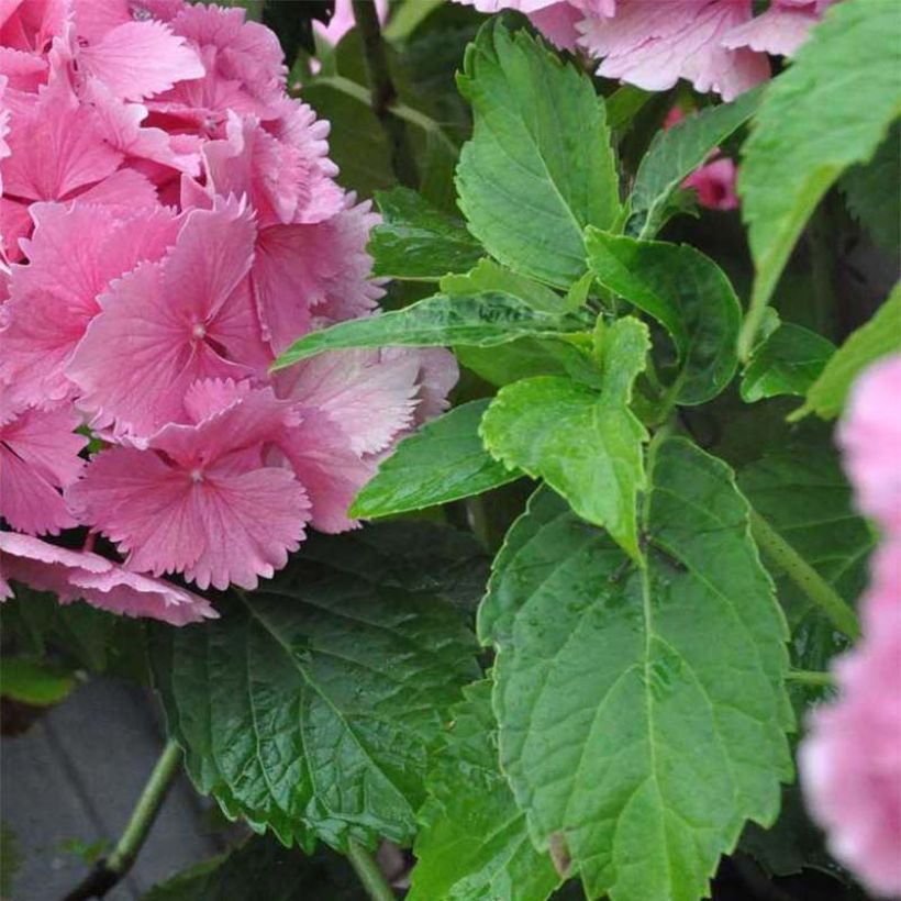 Hydrangea macrophylla Dolce Farfalle - Bauernhortensie (Foliage)