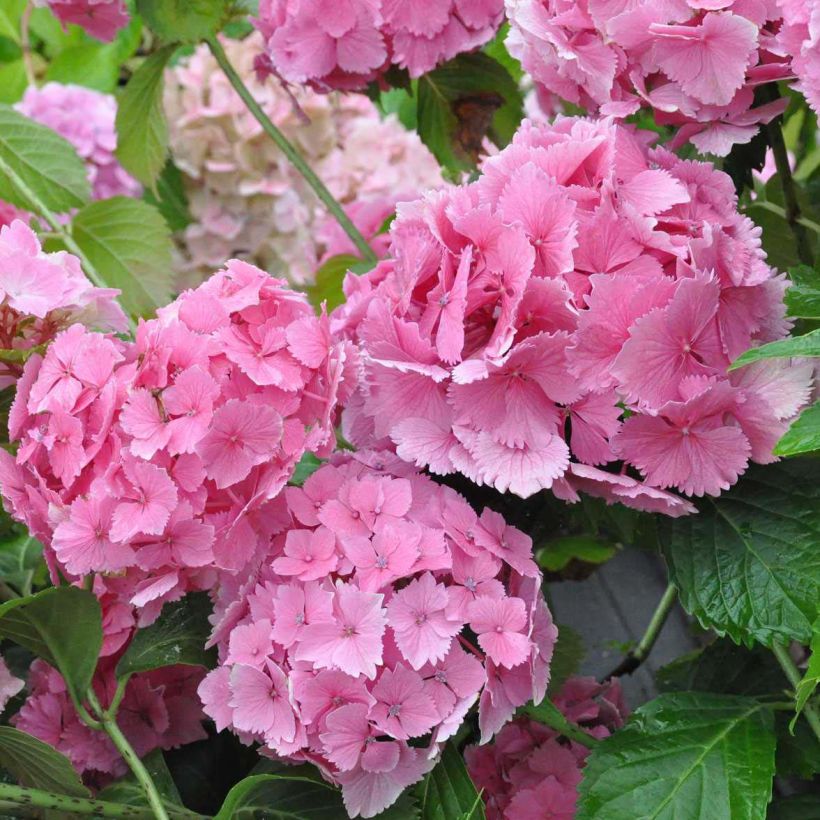 Hydrangea macrophylla Dolce Farfalle - Bauernhortensie (Flowering)