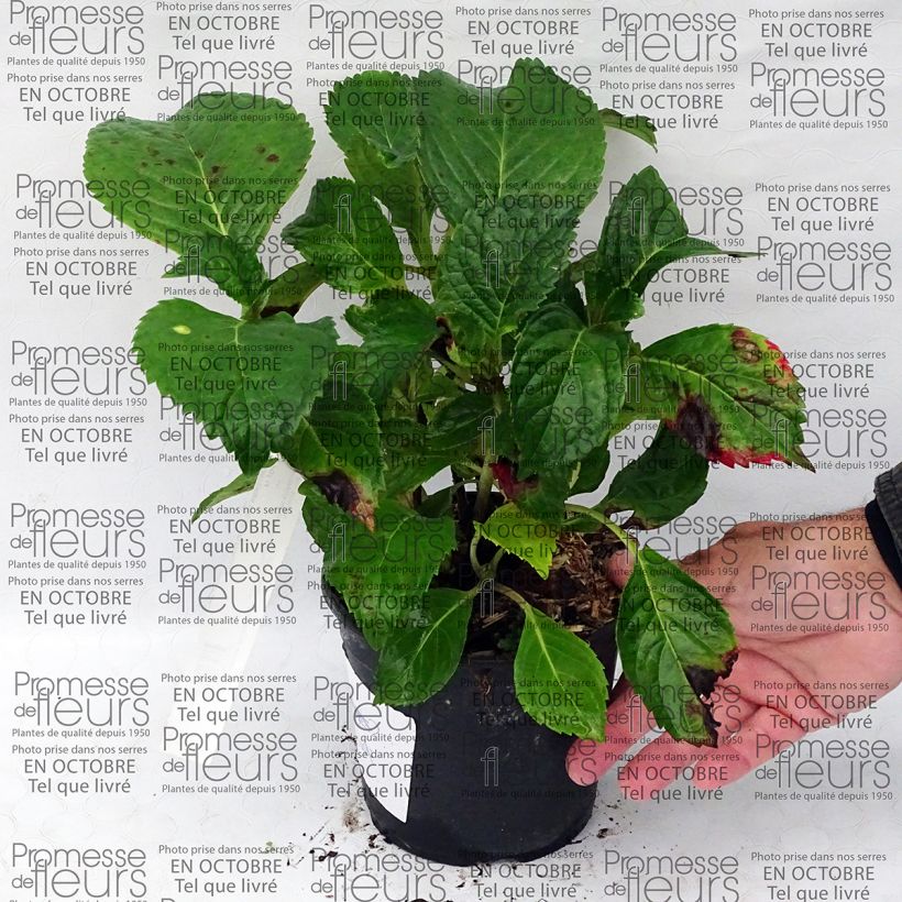 Beispiel eines Exemplars von Hortensia - Hydrangea macrophylla Dolce Fragola Pot de 4L/5L wie geliefert