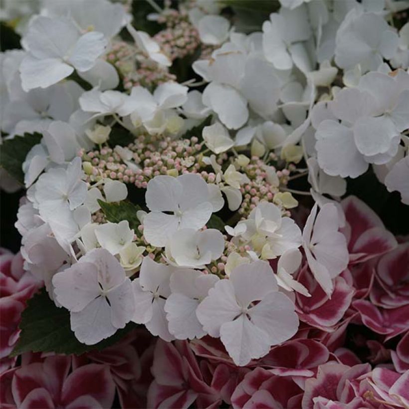 Hydrangea macrophylla Rendez-Vous Elegance - Bauernhortensie (Flowering)