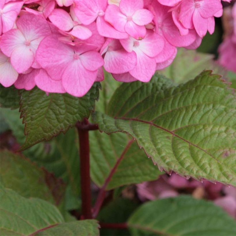 Hydrangea macrophylla Endless Summer Bloomstar - Bauernhortensie (Foliage)