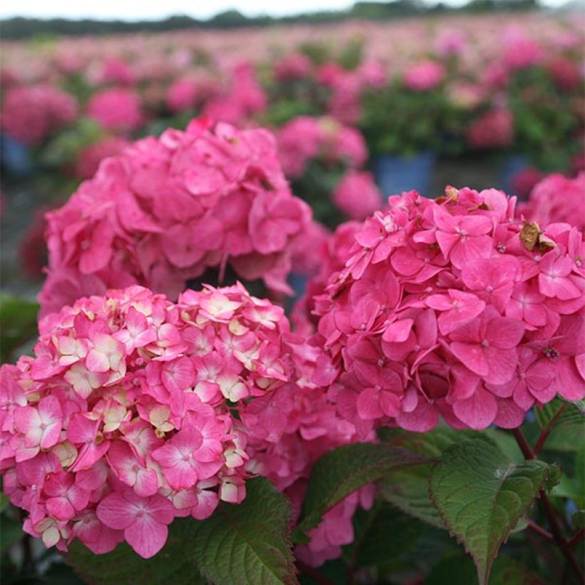 Hydrangea macrophylla Endless Summer Bloomstar - Bauernhortensie (Flowering)